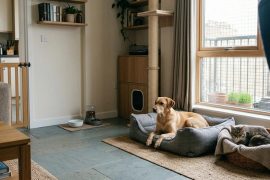 Habitat et animaux de compagnie : comment réussir l'aménagement de sa maison ?