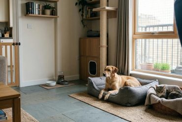 Habitat et animaux de compagnie : comment réussir l'aménagement de sa maison ?