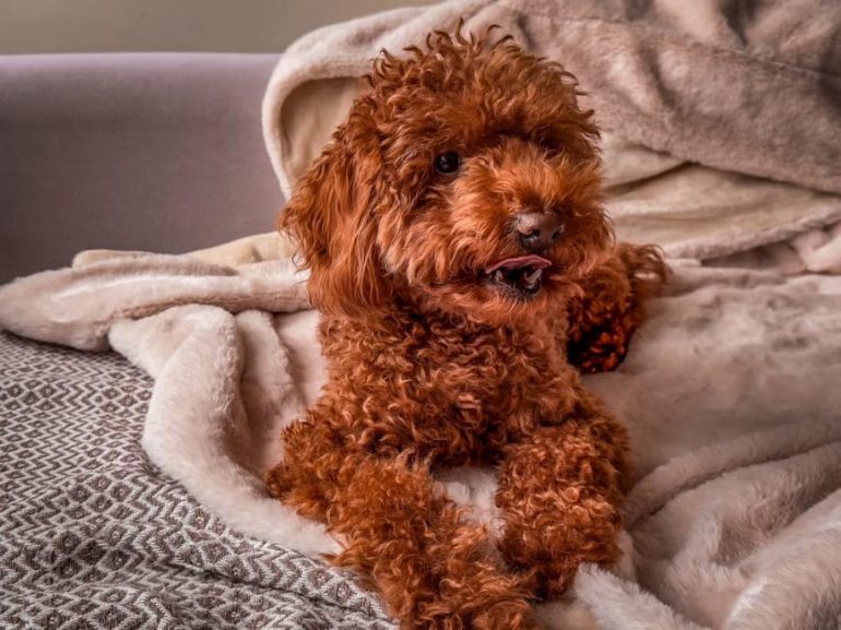 Vivre avec un caniche toy : une journée à ses côtés