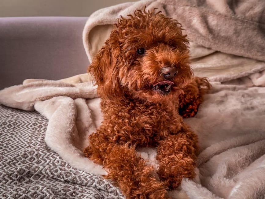Vivre avec un caniche toy : une journée à ses côtés